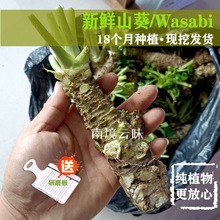 山葵新鲜现挖500g(18-26根)日本料理烤肉调味料 植物芥末送工具