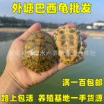 小乌龟活物招财黄金龟陆地深水龟观赏宠物草龟鳄龟巴西龟金钱龟苗
