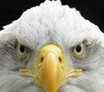 鹰眼摄像头监控录像软件2015