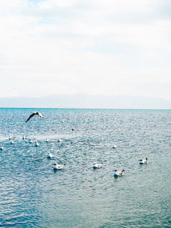 青海湖唯美图片桌面壁纸-海鸥