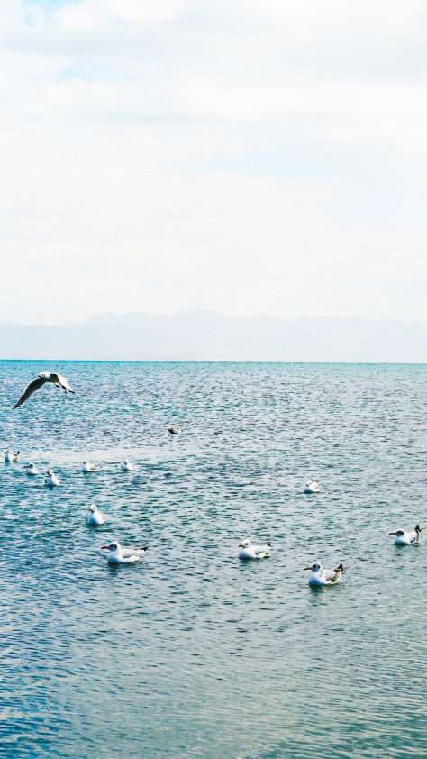 青海湖唯美图片桌面壁纸-海鸥