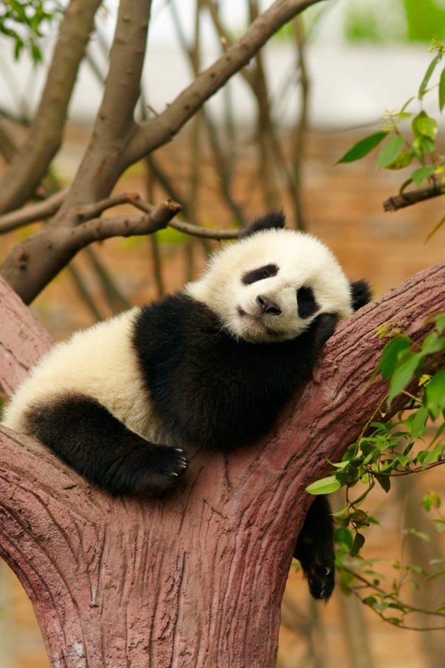 可爱的国宝大熊猫图片壁纸