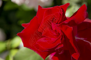 中国红双心玫瑰