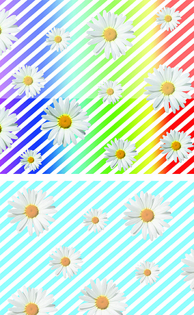 彩虹背景白色菊花
