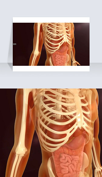3D医疗视频截图人体骨骼和内脏