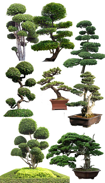 造型树植物贴图