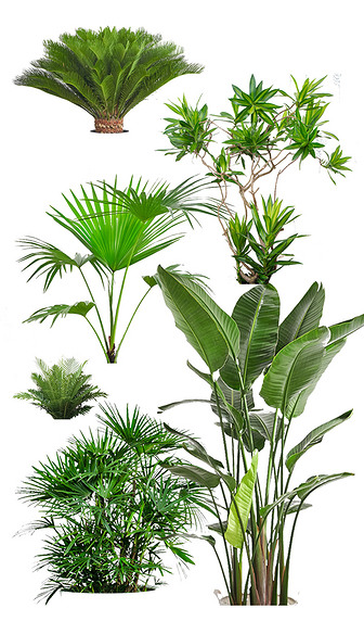 室内绿色植物素材