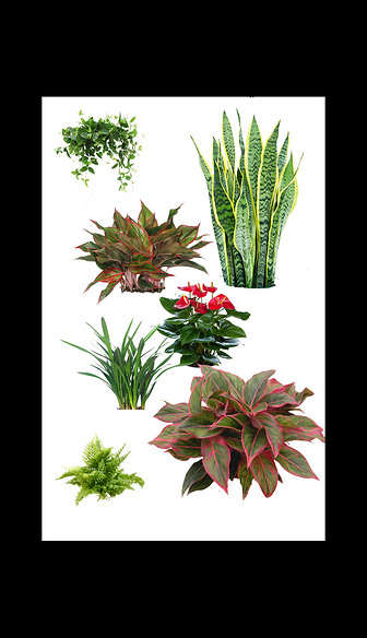 室内植物PS素材材质贴图
