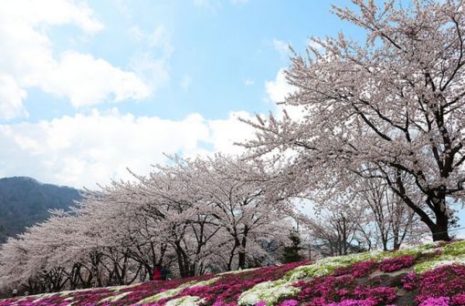 樱花