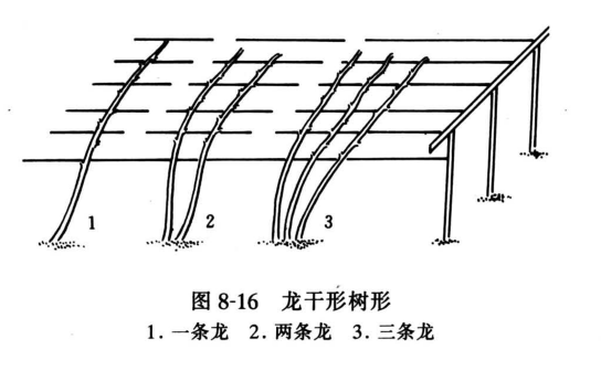 龙干形树形