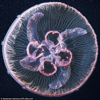 奇幻的深海水母
