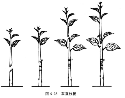 双重枝接