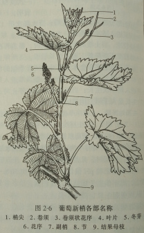 葡萄新梢，图源《葡萄学》
