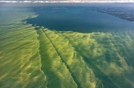 海洋酸化导致的有害藻华