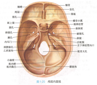 颅底内面观