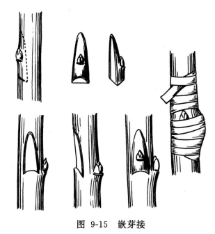 嵌芽接