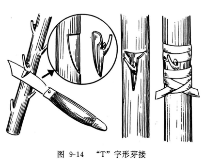 “T”字形芽接