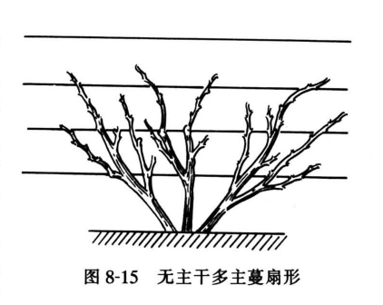 无主干多主蔓扇形