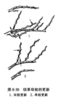 结果母枝的更新