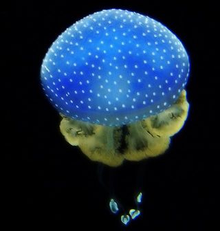 奇幻的深海水母
