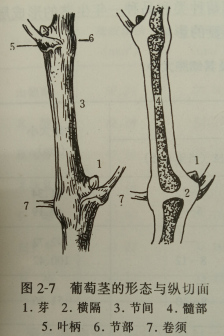 葡萄茎，图源《葡萄学》