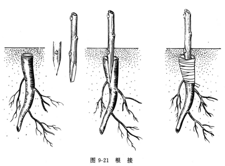 根接