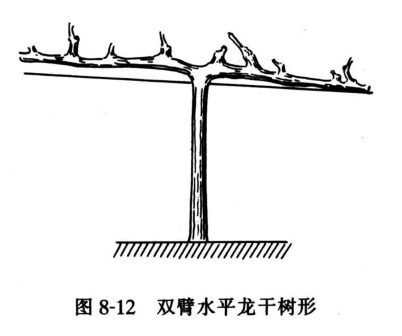 双臂水平龙干树形