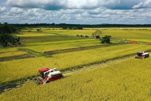 2022年5月21日，收割机在海南海口红旗镇墨桥村的稻田作业