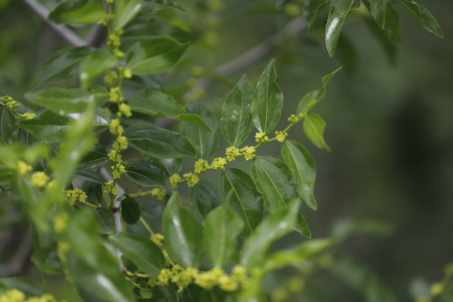 枣树开花