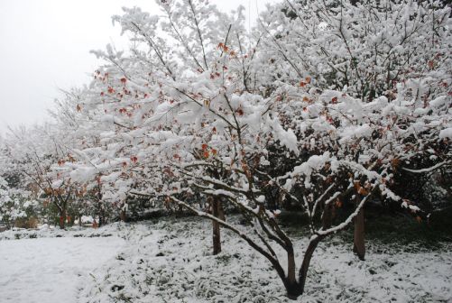 立冬雪景