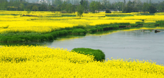 川西平原盛开的油菜花