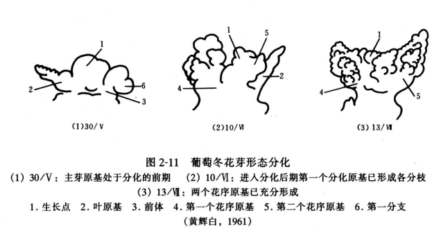 葡萄冬花芽形态分化