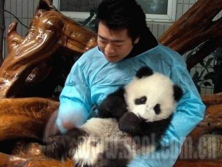 郎朗认养大熊猫