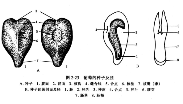 葡萄的种子及胚