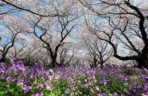 樱花