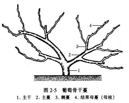 葡萄骨干蔓