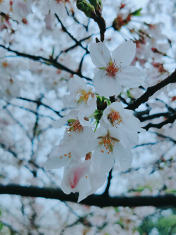 樱花