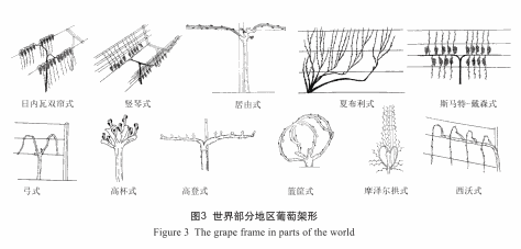 世界部分地区葡萄架形