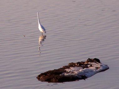 渭河滩涂上的白鹭