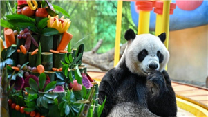 Únicos pandas gigantes trigêmeos do mundo completam 10 anos, estabelecendo dois títulos no Guinness World Records



Os únicos pandas gigantes trigêmeos sobreviventes do mundo, Meng Meng, Shuai Shuai e Ku Ku, comemoraram seu 10ºaniversário na segunda-feira.
 