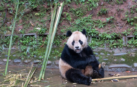 Dois pandas gigantes chineses chegam à Califórnia, nos EUA





A dupla de pandas, a primeira a entrar nos Estados Unidos em mais de duas décadas, viajará para o Zoológico de San Diego logo após sua chegada a Los Angeles.