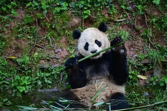 China e Áustria assinam novo acordo de cooperação de pandas gigantes





A Associação de Conservação da Vida Selvagem da China (CWCA, sigla em inglês) e o Zoológico Schonbrunn da Áustria assinaram nesta quarta-feira um acordo para fortalecer a cooperação na proteção de pandas gigantes e pesquisas relacionadas.