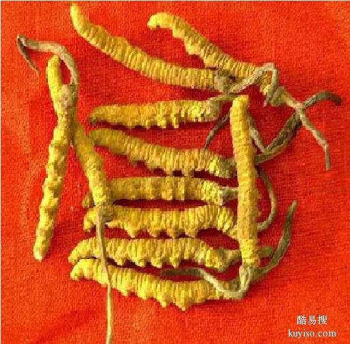 济南市收购冬虫夏草-包括发红黑-生虫毛-碎段-折断草