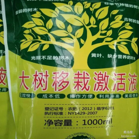 上海虹口大树吊针液新移栽种植的树木古树复壮