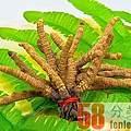 济南市收购冬虫夏草-包括发红黑-生虫毛-碎段-折断草