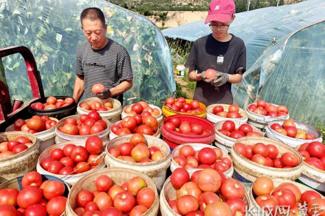 涿鹿县：西红柿丰收映红乡亲致富路 