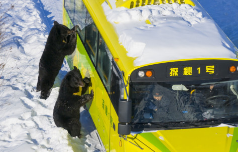1月25日，在“中国东极”黑龙江省抚远市的黑瞎子岛探秘野熊园，黑熊与体验生态穿越项目的游客互动（无人机照片）。新华社记者 才扬 摄