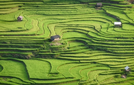 水稻梯田风景 4k桌面壁纸 3840x2160