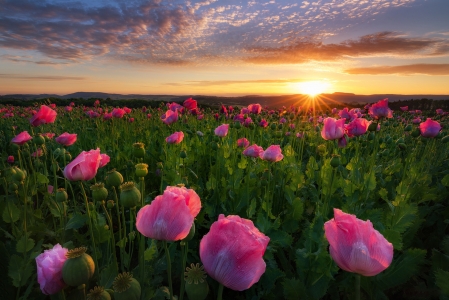 罂粟花,日出,自然风光图片