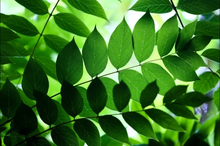 树叶,树枝,绿色背景图片